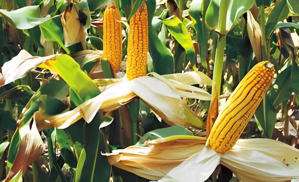 The A-Z Maize Handbook