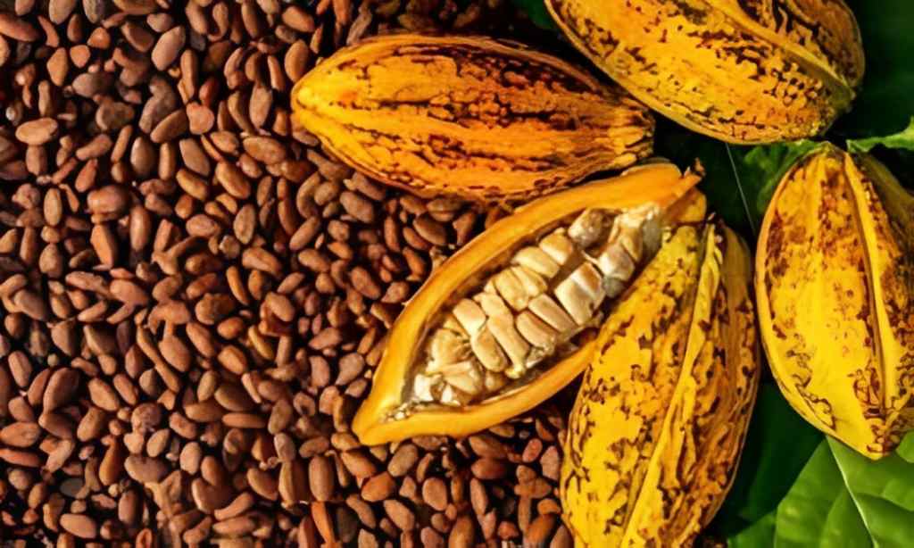 download 16 COCOA FARMING COCOA FARMING: