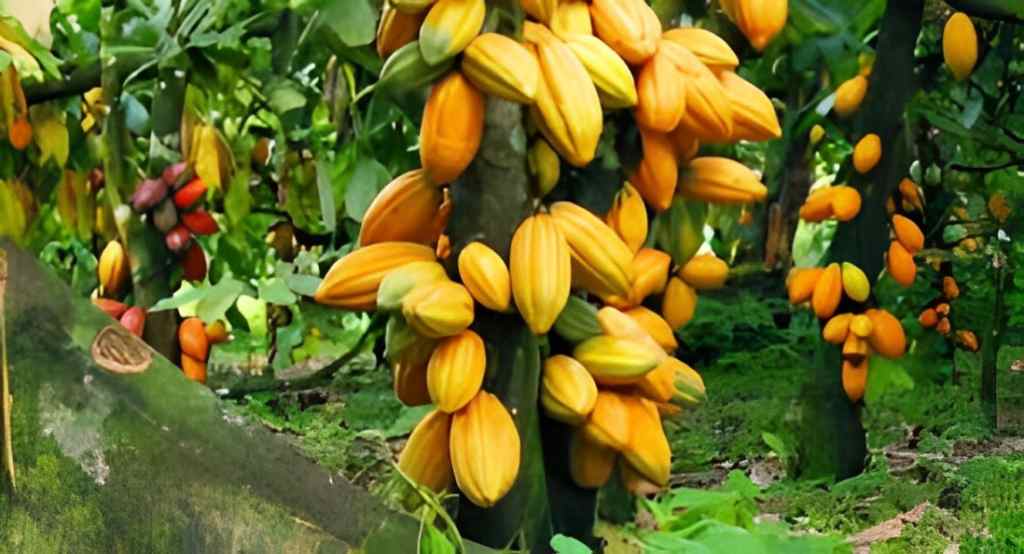 download 17 COCOA FARMING COCOA FARMING: