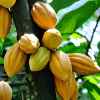 COCOA FARMING