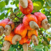 Cashew farming