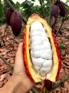 cocoa pod Amazon