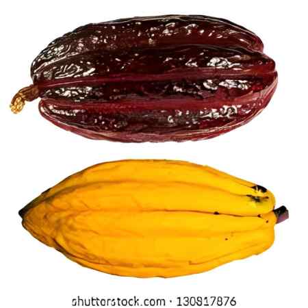 Hybrid Cocoa Pod