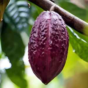 Hybrid cocoa pod