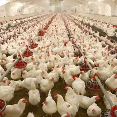 poultry farming