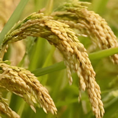 Maximizing Yields: Innovative Strategies for Rice Cultivation