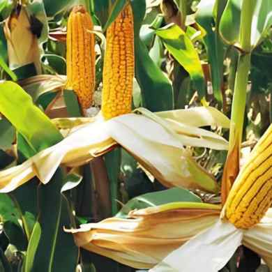 The A-Z Maize Handbook